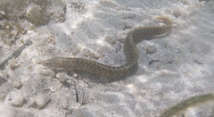 Gymnothorax richardsonii