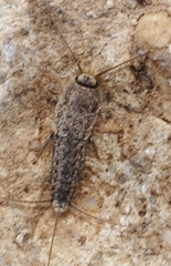 Ctenolepisma almeriensis