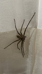 Heteropoda