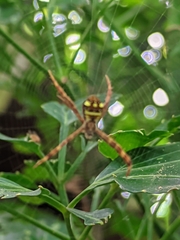 Argiope intricata