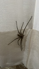 Heteropoda