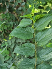 Moraceae