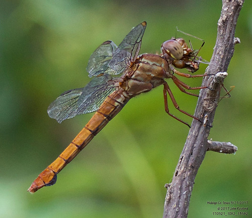 Carmine Skimmer photo 3