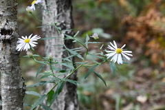 Aster incisus