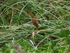Ixobrychus sinensis