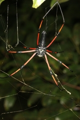 Nephila kuhli