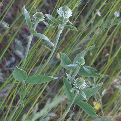 Trifolium montanum