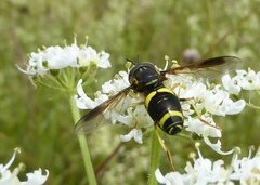 Chrysotoxum bicinctum