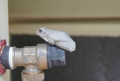 Chiromantis xerampelina