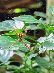 Argiope intricata