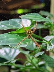 Argiope intricata