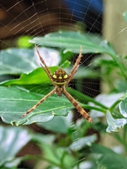 Argiope intricata