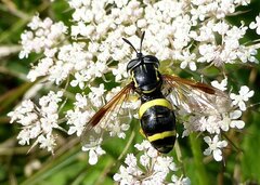 Chrysotoxum bicinctum