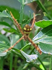 Argiope intricata