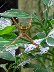 Argiope intricata