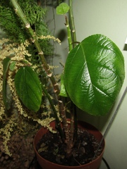 Myriocarpa cordifolia