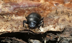 Coelometopus clypeatus