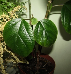 Myriocarpa cordifolia