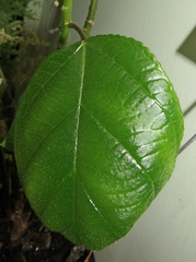 Myriocarpa cordifolia