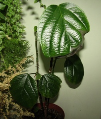 Myriocarpa cordifolia