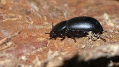 Coelometopus clypeatus