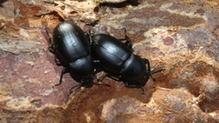 Coelometopus clypeatus