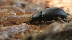 Coelometopus clypeatus