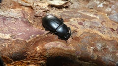 Coelometopus clypeatus