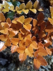 Nothofagus cunninghamii