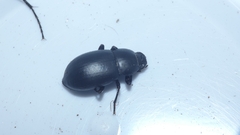 Coelometopus clypeatus