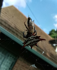 Gasteracantha