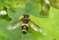 Chrysotoxum bicinctum
