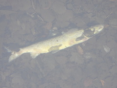 Salmo salar