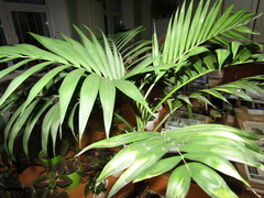Chamaedorea elegans