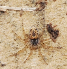 Oecobius maculatus