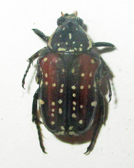 Elaphinis latecostata