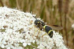 Chrysotoxum bicinctum