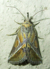 Zekelita leucodonta