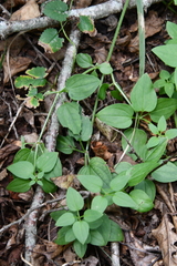 Rubia cordifolia