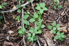 Rubia cordifolia