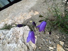 Campanula rotundifolia