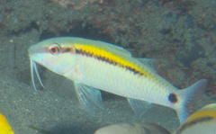 Parupeneus barberinus