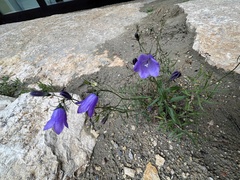 Campanula rotundifolia