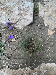 Campanula rotundifolia