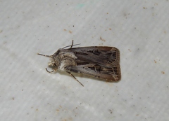 Agrotis spinifera