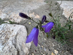 Campanula rotundifolia
