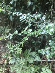 Dovyalis rhamnoides