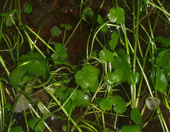 Hydrocotyle pterocarpa