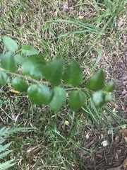 Dovyalis rhamnoides