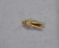 Stathmopoda luminata